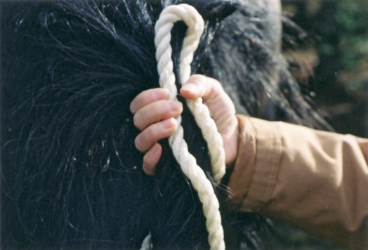 Stan Walchuk Jr, four trail knots, 4 trail knots, horse trail knots, horse trail riding, reef knot, tail tying knot, equine trial riding knots