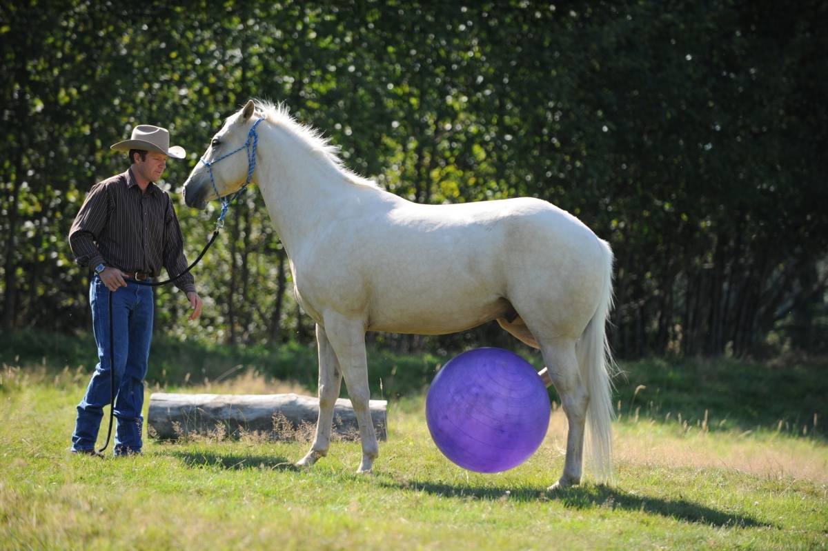 desensitizing the horse, Horsemanship Horse Training, restarting horse training, jonathan field, training young horse