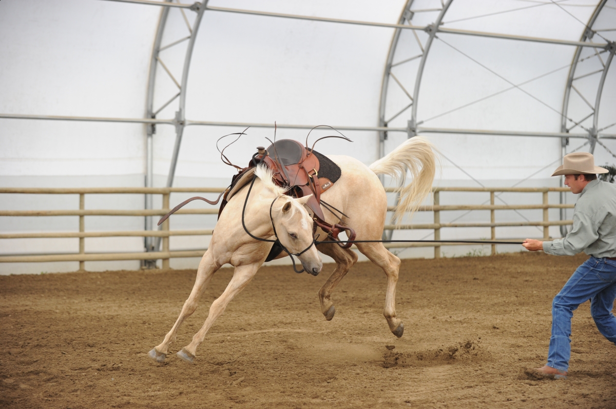 desensitizing the horse, Horsemanship Horse Training, restarting horse training, jonathan field, training young horse, equine neutral Lateral Bends, Disengaging the horse Hindquarters, Mounting horse from Both Sides