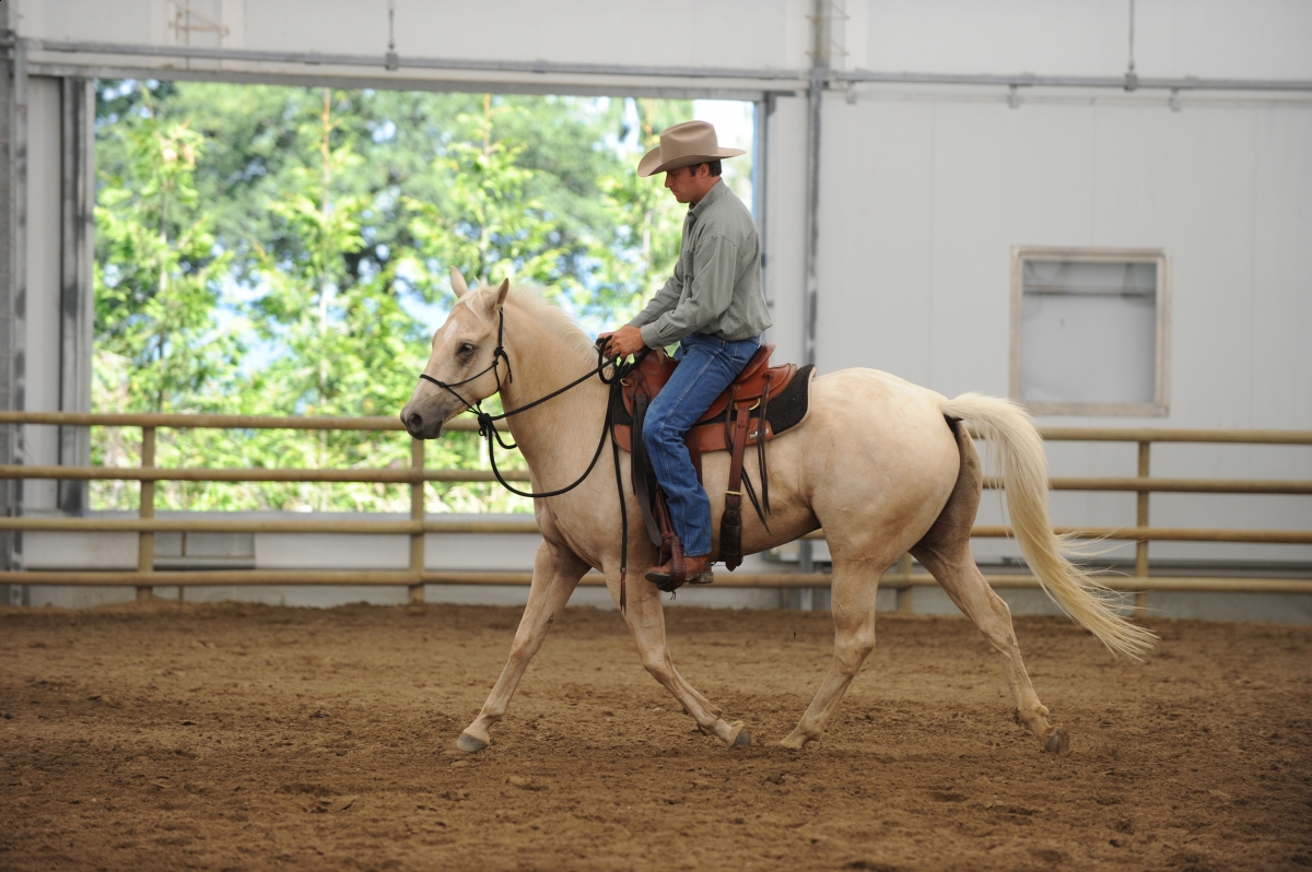 desensitizing the horse, Horsemanship Horse Training, restarting horse training, jonathan field, training young horse, equine neutral Lateral Bends, Disengaging the horse Hindquarters, Mounting horse from Both Sides