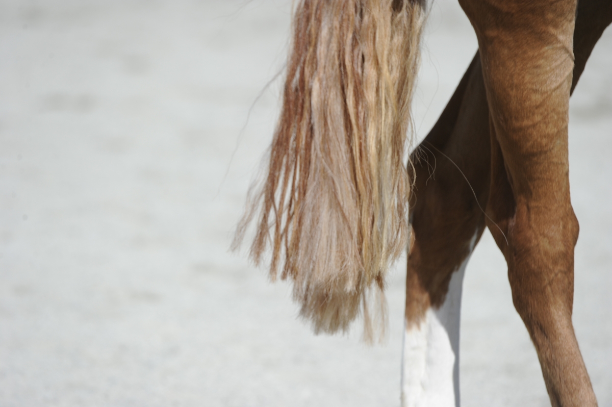 uneven horse tail