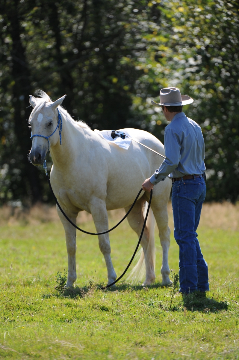 desensitizing the horse, Horsemanship Horse Training, restarting horse training, jonathan field, training young horse