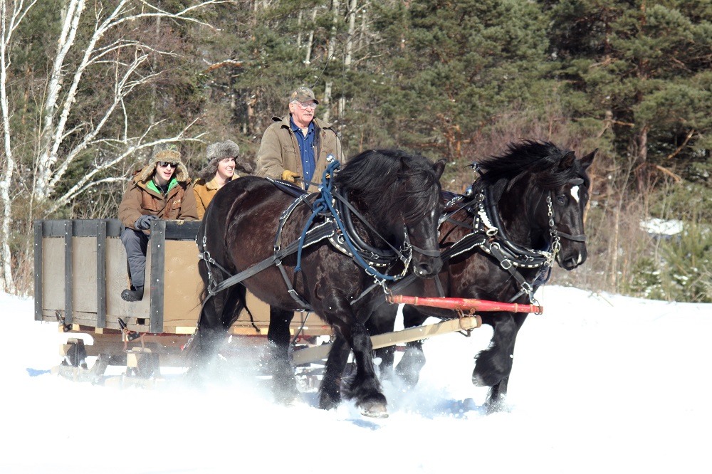 winter wonderland horse photo contest