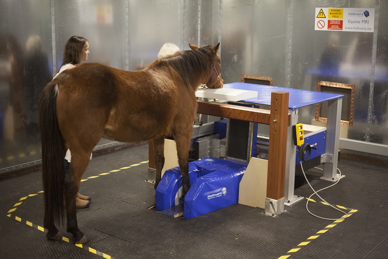 Equine Lameness, western college of veterinary medicine, wcvm, horse lameness, game ready, equine ultrasound, equine heel pain