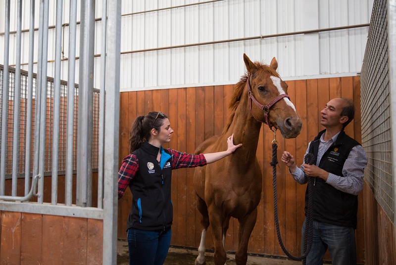 University of Calgary Faculty of Veterinary Medicine Equine Sports Medicine Source High performance equine athletes Dr. Renaud Léguillette Equine Sports Medicine donation Calgary Stampede Paul Rosenberg Dr. Erin Shields