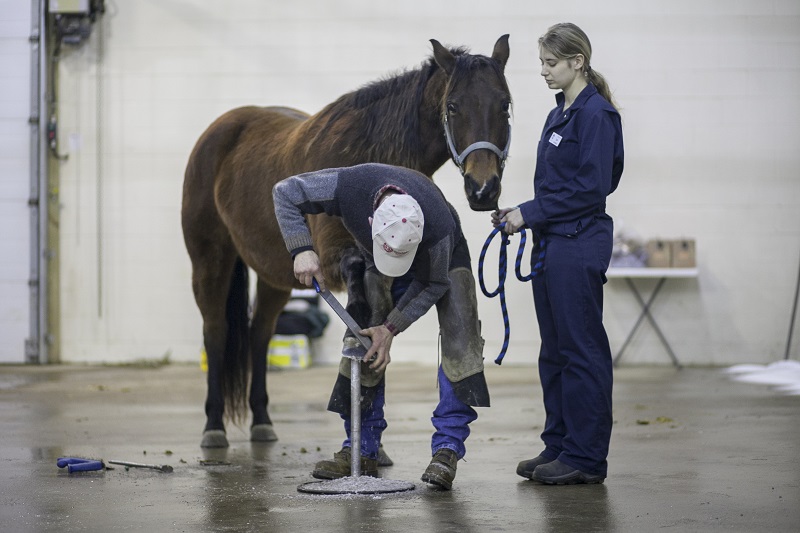 Common Hoof Problems in horses daily hoof care nutrition for equine hooves pain for sore horse hoof pain equine hoof western college of veterinary medicine