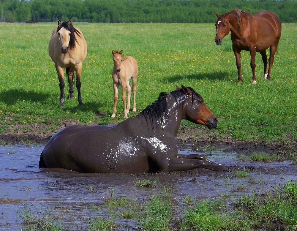 horse rolling in mud photo contest
