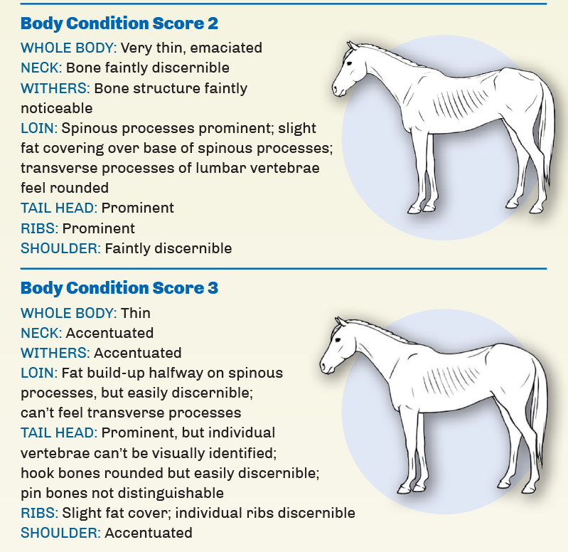 hores body condition scores horse, Reconditioning Horse, spring horse riding, get a horse fit, horse feed change, equine fitness, horse exercise, overworked horse