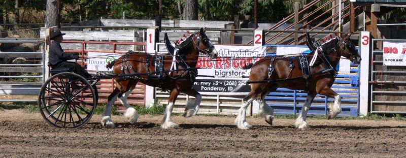 North Idaho Draft Horse & Mule Show Sandpoint, Idaho Bonner County Fairgrounds