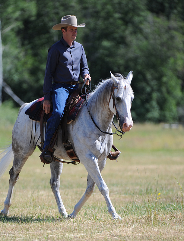 Jonathan Field, horse riding sideways, horse yoga, lateral equine exercises, half pass at trot, lateral equine exercises along fence, lateral equine exercises without fence, lateral equine exercises touching ribs, Jonathan Field Horsemanship