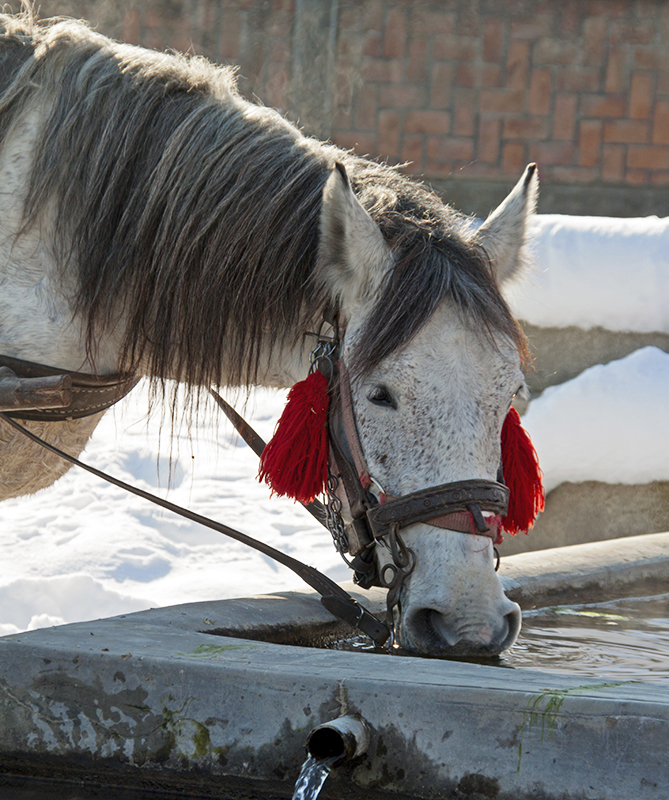 Dr. Tania Cubitt, Key Factors  Feeding Horses Winter, horse down-time, drinking water temperature horses, horse, horse water intake, horse fibre, equine water consumption, chronic equine weight loss,  equine water consumption winter months, equine water consumption pregnant mares