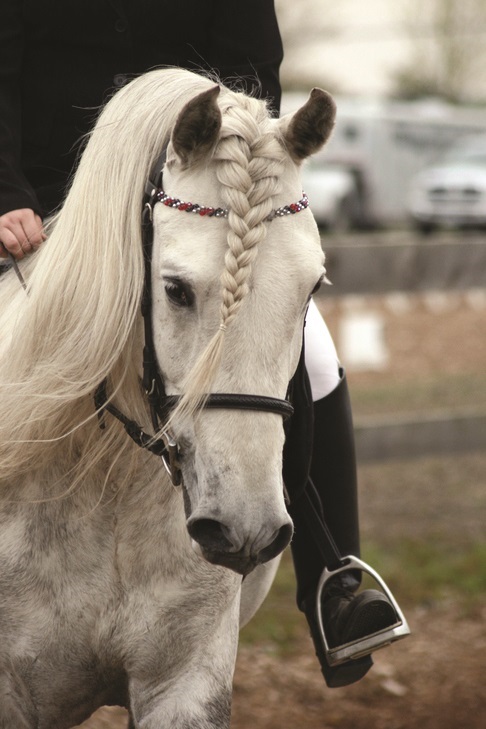 Pacific Association Andalusian Lusitano Horse, PAALH, Bunny Caton Alberta Andalusians, Zorro del Bosque, Keilan Ranch, Canadian National Andalusian Show and Fiesta, CNASF