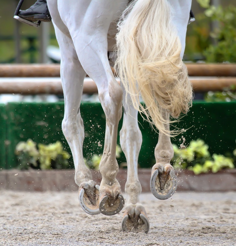 Should My Horse Be Barefoot or Shod? It Depends.