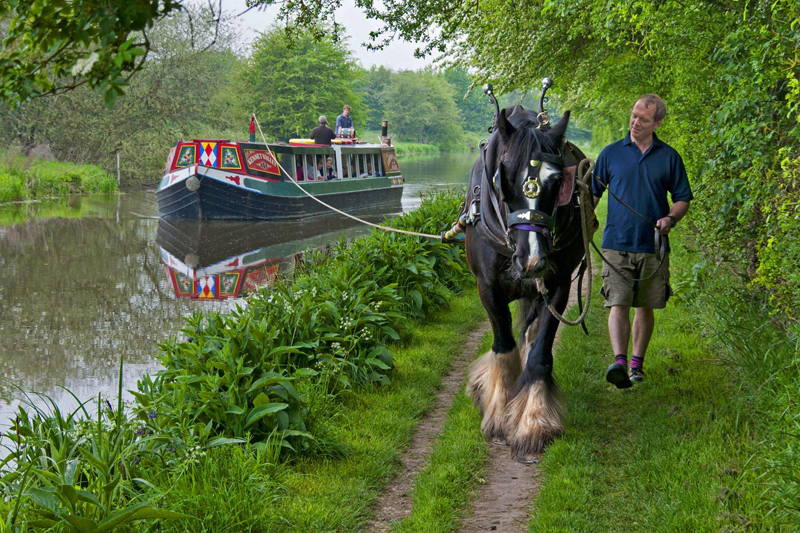 working horses, barge horses, jobs with horses, horses with jobs, margaret evans horse