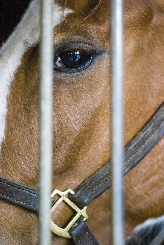 horse self-mutilation syndrome,  Lynne Gunville, Dr. Claire Card, horse skin, unusual horse noises, flank biting, equine self-mutilation syndrome, horse care