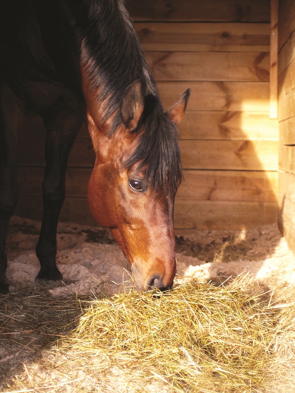 equine respiratory ailments, horse barn air quality, horse care, horse barn drainage, horse barn ventilation, equine respiratory system, horse bedding
