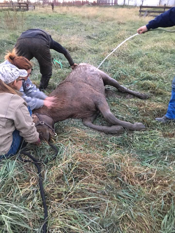 Alberta horse rescued six days sewage pit, 17-year-old Morgan stallion Digger, Lynn Danyluk, horse riding, all about that horse, horse stories, horse news, fun horse stories, interesting horse news, trending horse industry news
