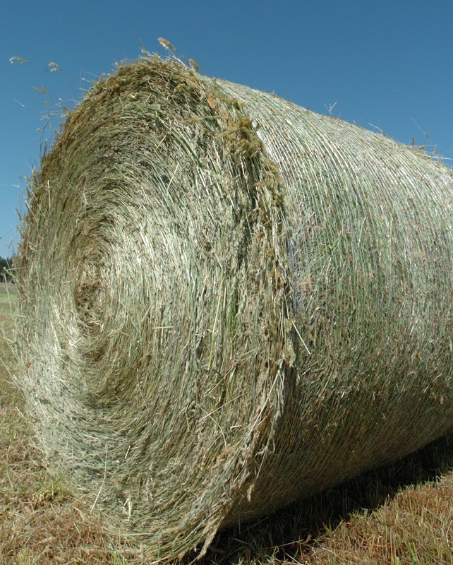 what type of hay should i give horse, horse haylage versus horse silage versus hay for horses shelagh niblock