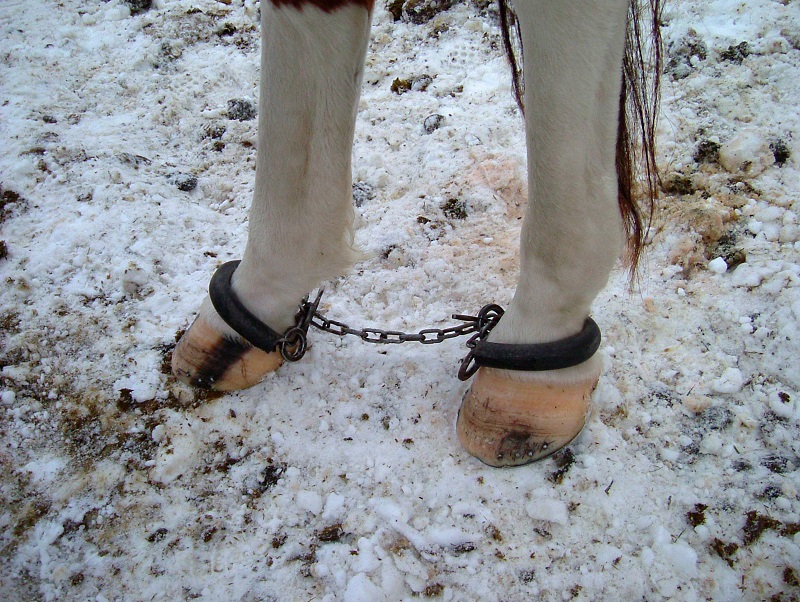 The Art of Wrangling: Keeping Your Horses Close | Horse Journals