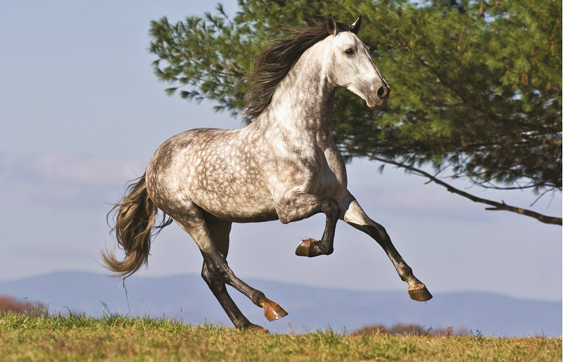  Iberian Horse 