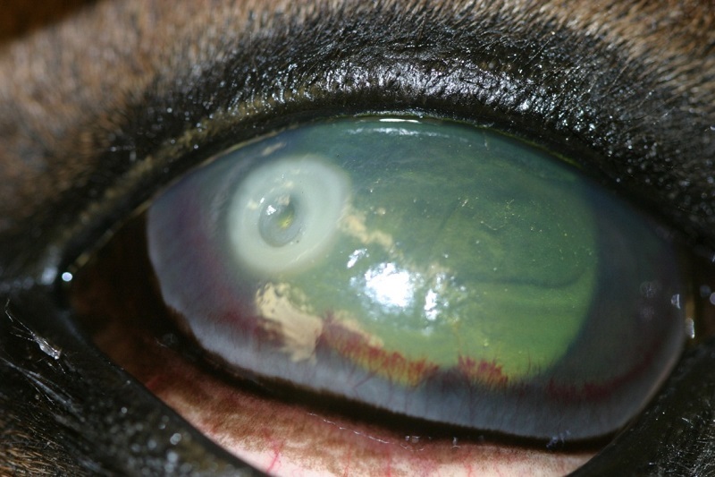 equine eye disease, equine vision, lynne sandmeyer dvm, small animal clinical sciences wcvm, equine eye anatomy, equine corneal ulcer, equine conjunctival pedical graft, equine uveitis, equine iris, equien glaucoma, equine cataract, equine enucleation surgery, horse care