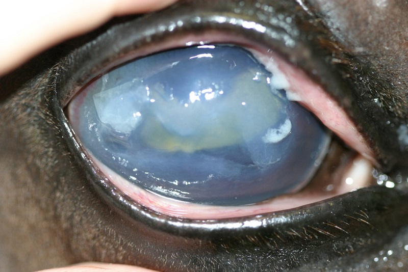 equine eye disease, equine vision, lynne sandmeyer dvm, small animal clinical sciences wcvm, equine eye anatomy, equine corneal ulcer, equine conjunctival pedical graft, equine uveitis, equine iris, equien glaucoma, equine cataract, equine enucleation surgery, horse care
