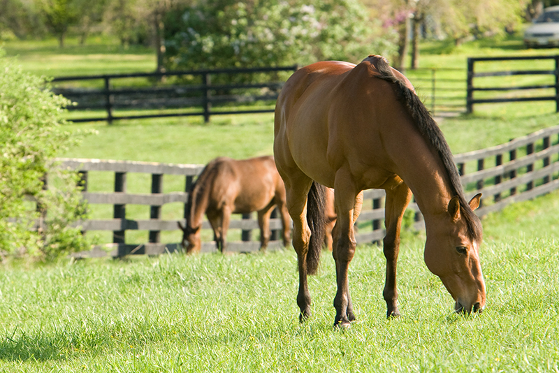 horse property, buying horse property, buying horse acerage, equine real estate