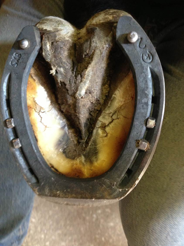 horse shoeing, equine shoeing, horse trimming, hoof trimming, horse stifles, hanz wiza, hoof problems