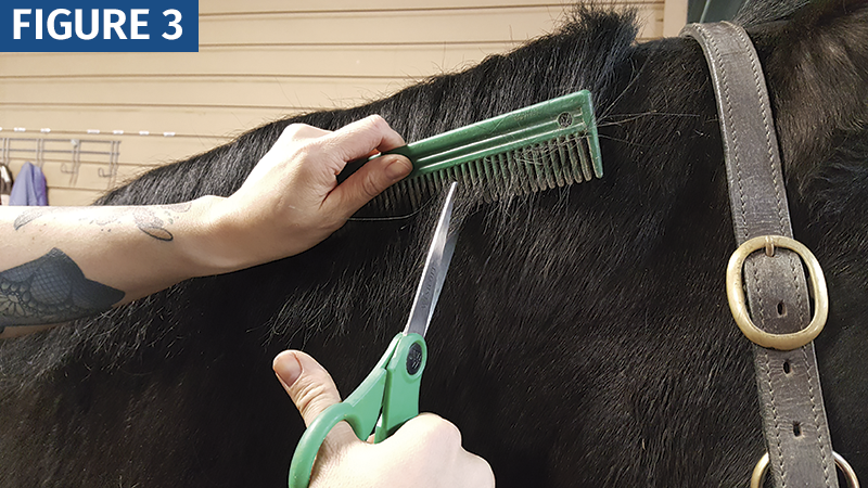 HOW TO Shorten a horse's Mane trimming horse's mane with scissors horse grooming horse mane grooming