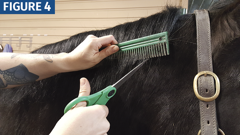 HOW TO Shorten a horse's Mane trimming horse's mane with scissors horse grooming horse mane grooming