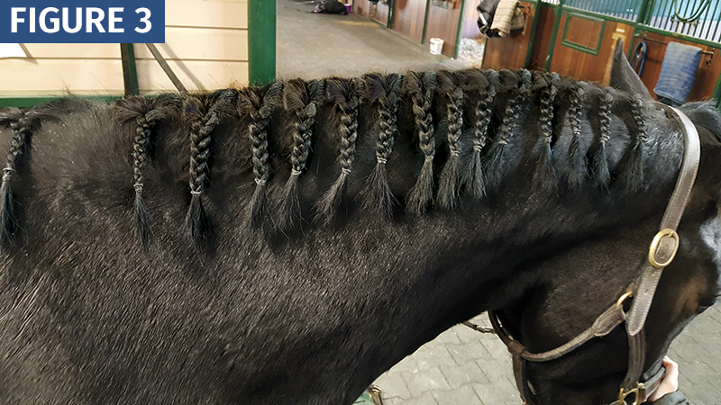 How to Train a horse's Mane, train the equine mane, horse grooming, shorten a horse's mane