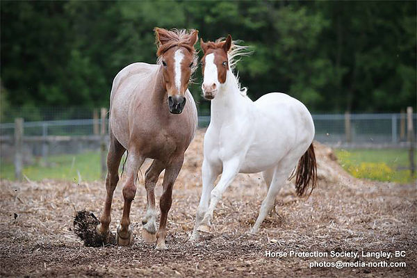Horse Protection Society BC horse facility needed in BC, Sharon Wells-Ackermans, horse industry,  