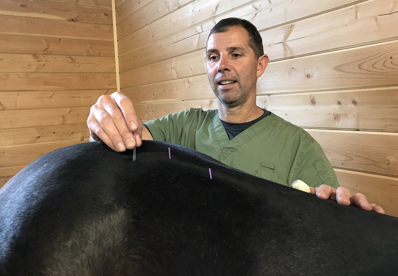 Steve Chiasson, horse acupuncture, horse care, horse acupuncture points, horse back pain, horse pelvic pai, equine aupuncture treatment
