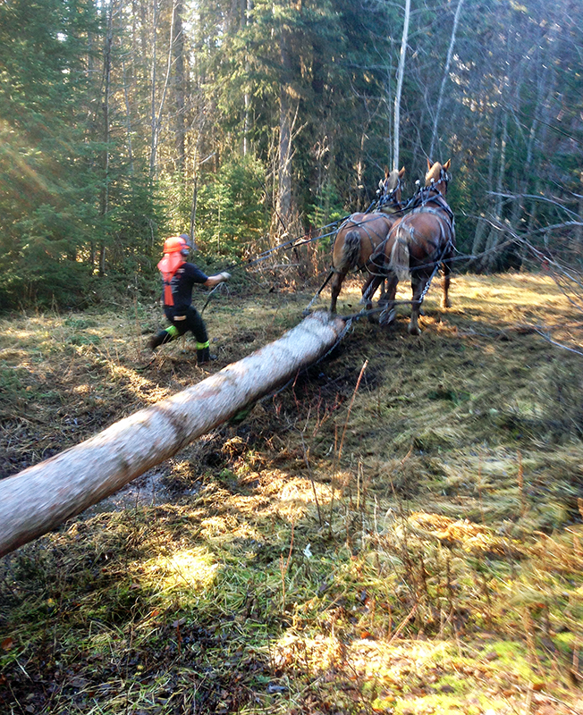log horses harvesting timber, horses who have jobs, draft horse jobs, margaret evans, logging with horses, triple d draft horses