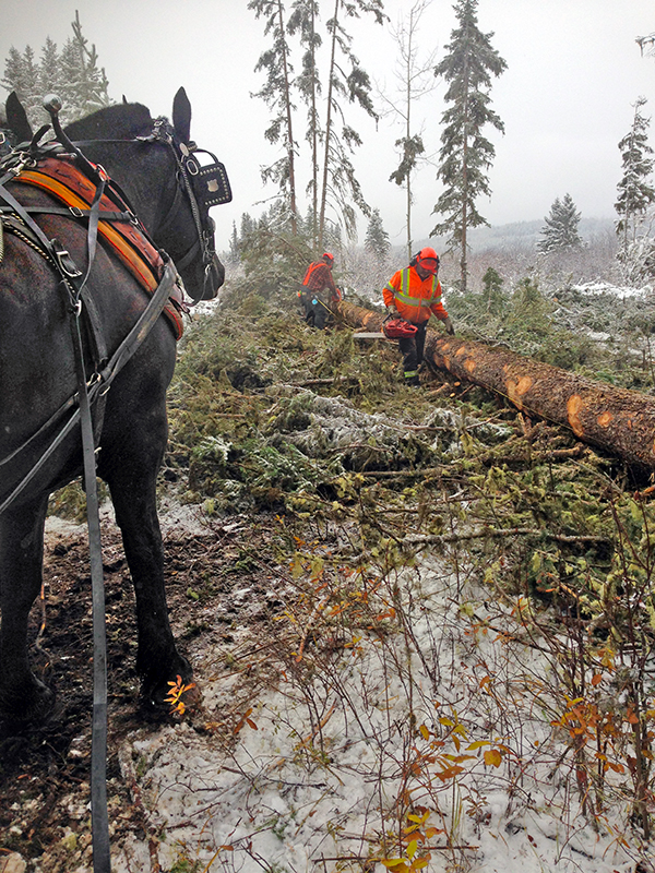 log horses harvesting timber, horses who have jobs, draft horse jobs, margaret evans, logging with horses, triple d draft horses