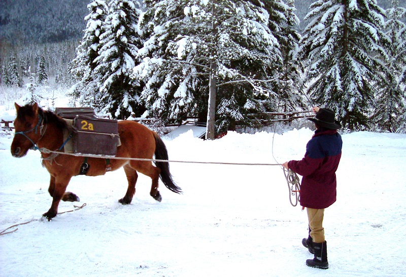 Stan Walchuk, Jr, trail horse training, off season trail horse, desensitize horse, bomb proof horse, horse trail riding tips, winter horse training