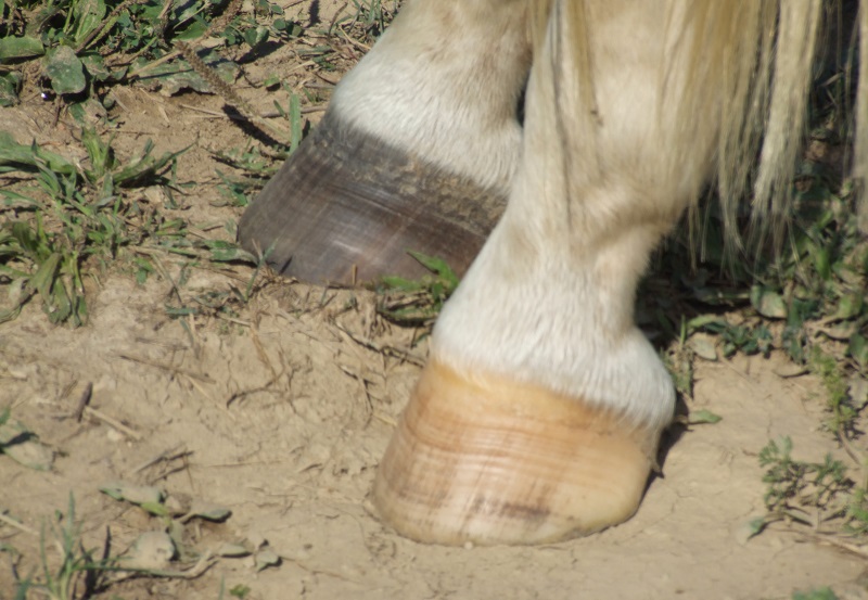Should My Horse Be Barefoot or Shod? It Depends.
