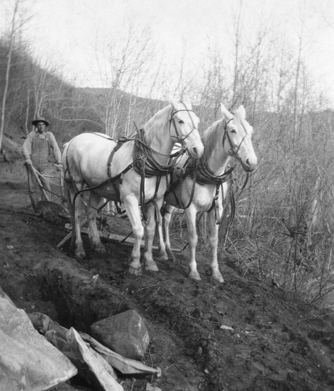 Soul of Canada, draft horses, history draft horse, four-wheeled pull-grader, Mechanical Workhorses, Horse breeding programs, history Clydesdale horse, horse logging history, Canadian horse history, Belgian horse, history percheron horse