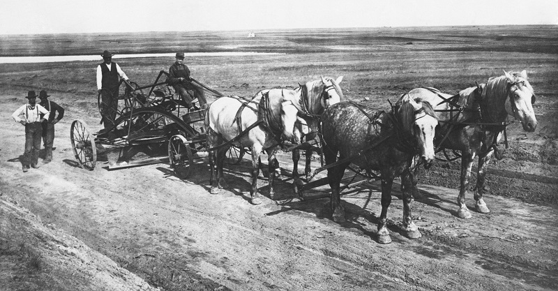 Soul of Canada, draft horses, history draft horse, four-wheeled pull-grader, Mechanical Workhorses, Horse breeding programs, history Clydesdale horse, horse logging history, Canadian horse history, Belgian horse, history percheron horse