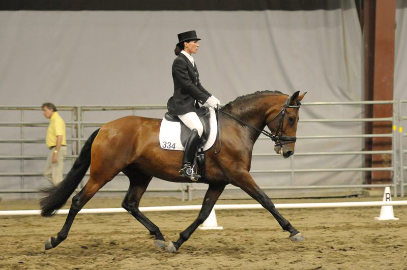 14th annual Canadian National Andalusian and Lusitano Show and Fiesta, PAALH, halter flat purebred part-bred Andalusians Lusitanos, Fiesta of the Royal Horse