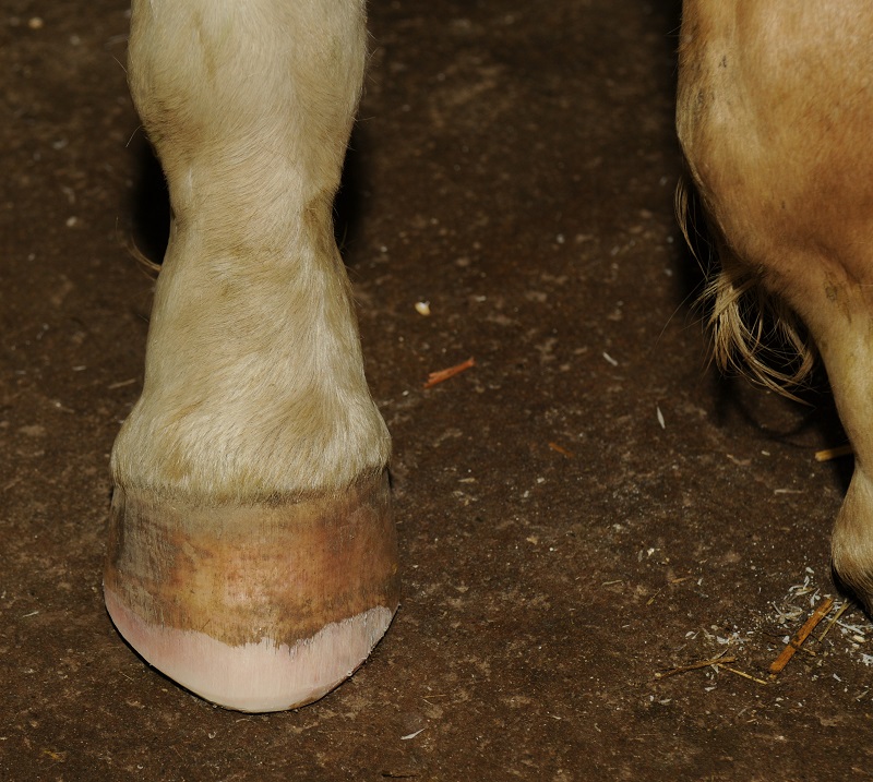 Hans Wiza, good horse hooves vs bad horse hooves, horse care, horse health, equine coronary band, equine canon bone, hoof cracking, hoof flaking, hoof splitting, hoof bending, hoof folding, trimming horse hooves, equine pastern