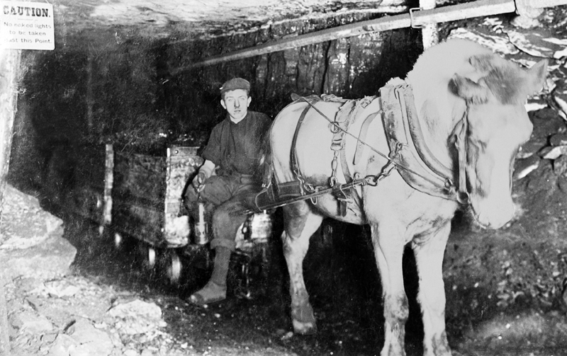 Pit Ponies, Pit Horses, pit pony history, miner Ceri Thompson, Canadian Coal Mining history, Sable Island, underground stables, Underground haulage, Coal Mining Canada