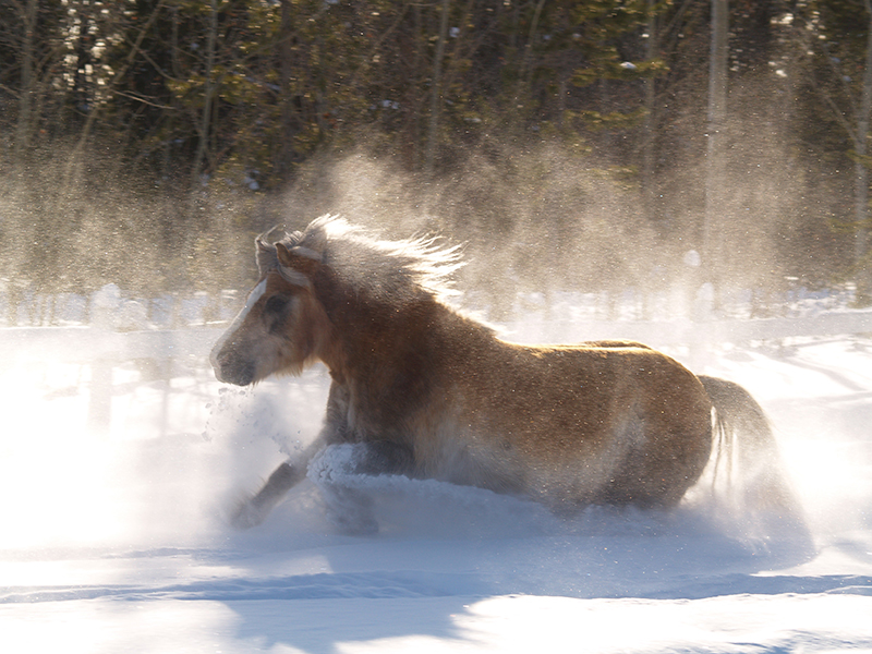 northern lights, aurora borealis, yukon horse, modern Equus, 