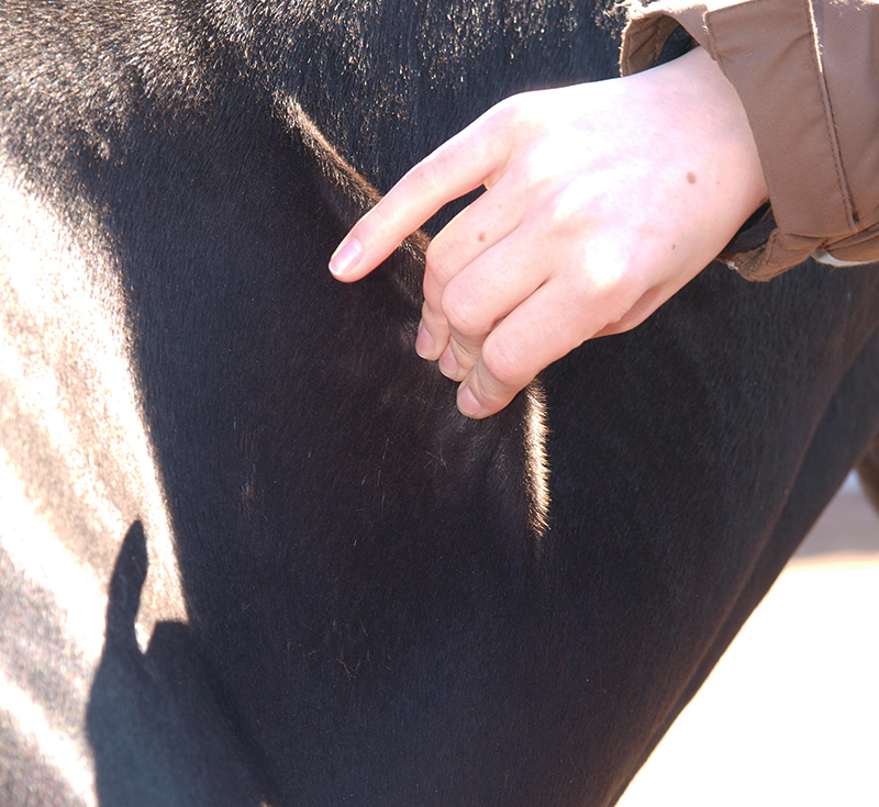 Equine Guelph, Dr. Bri Henderson, how test horse dehydration, horse dehydration, equine mucous membranes, equine capillary refill