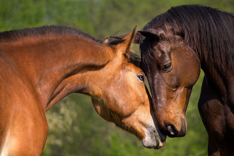 Breeding advice for mares by Lys de Darmen - News - Hippomundo