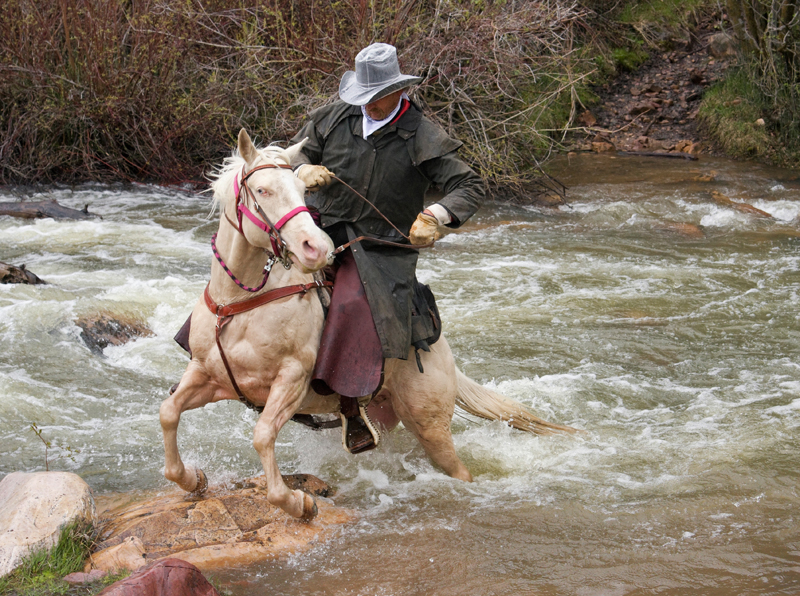 Stan Walchuk, Jr, safe trail riding with horses, horse riding safety, trail riding tips, desensitize horses