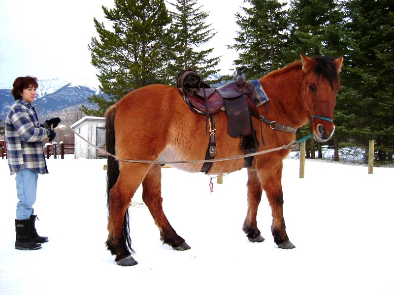 Stan Walchuk, Jr, trail horse training, off season trail horse, desensitize horse, bomb proof horse, horse trail riding tips, winter horse training