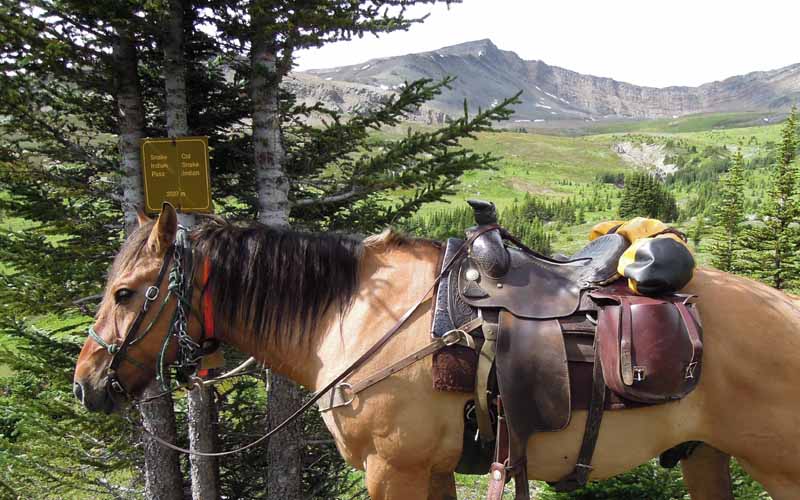 Traversing Canadian Rockies, Tania Millen, holidays on horseback, Alberta pack-trip, Azure Lake, Sulphur River, Jasper National Park, Summit pass, crossing Chown Creek