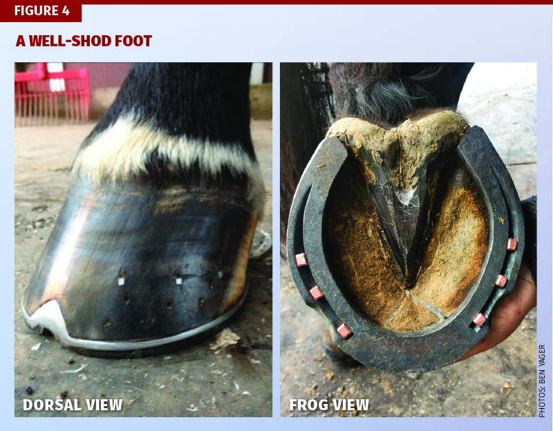Farrier, Farriey, Ben Yager, American Farrier’s Association, equine trimming techniques, hoof-pastern alignment, farrier apprenticeship