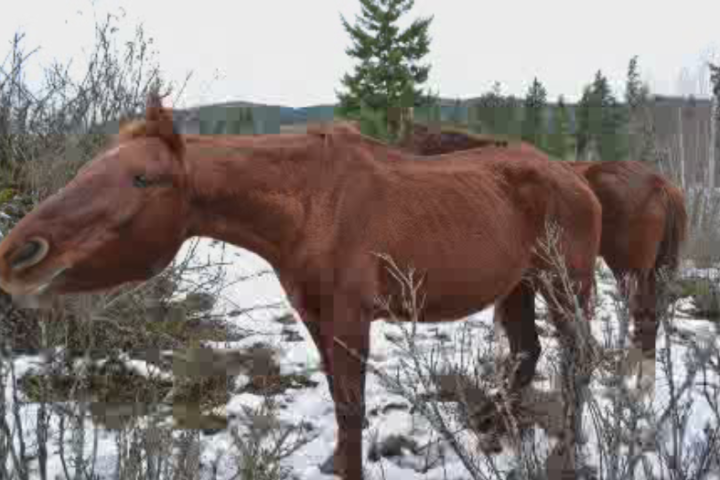 longest animal cruelty sentence BC, Canada, horse cruelty, equine cruelty, kathy woodward, BC SPCA, all about that horse, horse stories, horse news, fun horse stories, interesting horse news, trending horse industry